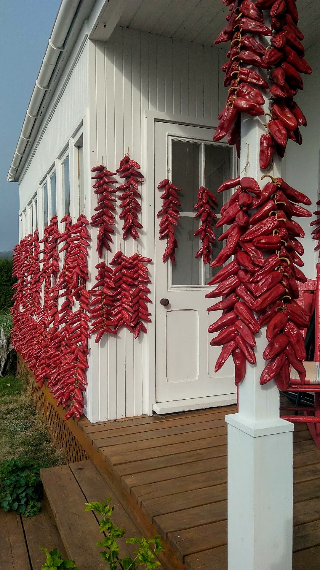 Piments gorria séchant sur la maison de la ferme du Jardin des Chefs