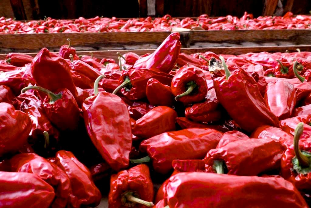 Piments Gorria séchant dans la serre du JDC